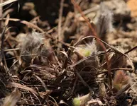 Austrieb Pulsatilla.webp