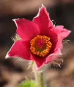 Pulsatilla rot.webp