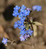 Kaukasus Vergissmeinicht_140309.webp