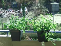 Rocoto.webp