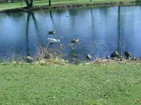 Gänse.webp