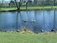 Gänse (2).webp