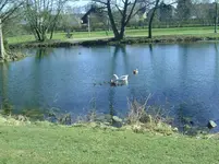 Gänse (3).webp