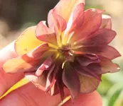 Helleborus Double Ellen picotee 140309.webp