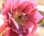 Helleborus Double Ellen red 140309.jpg