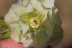 Helleborus Double Ellen White_140309.jpg