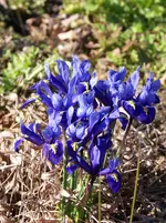 006.webp
