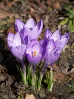 008.webp
