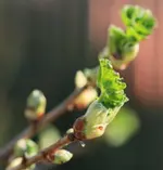 Austrieb Jostabeere.webp