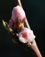 Nektarinenbluete.webp