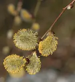 Weidenkaetzchen.webp