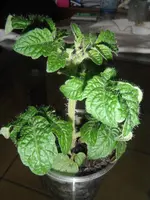 DSCF7628.webp