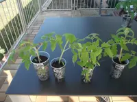 DSCF7630.webp