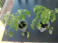 DSCF7632.webp