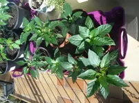 DSCF7616.webp