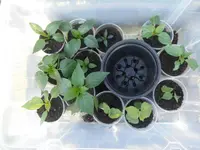 DSCF7618.webp