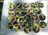 DSCF7619.webp