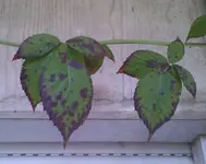 Brombeere.webp