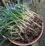 G_Krokus_Lila_ausgraben_Ausbeute_03.2014_mr.ditschy.webp