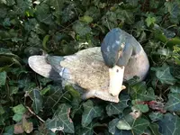 G_Ente_Ton_Efeu__03.2014_mr.ditschy.webp