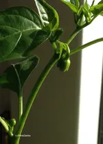 edelsüss knospe2.webp