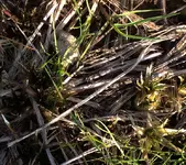 Meerrettich.webp