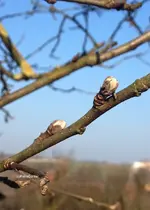 Apfel knospe.webp