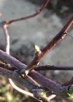 Kiwi austrieb.webp