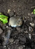 Maus2.webp