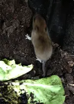 Maus3.webp