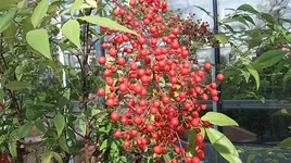 015.webp