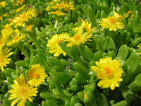mittagsblümchen im Juni.webp