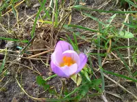 garten 064.webp