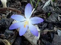 garten 081.webp