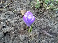 garten 077.webp