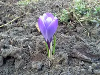 garten 078.webp