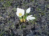 garten 089.webp