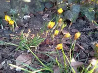 garten 136.webp