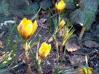 garten 137.webp
