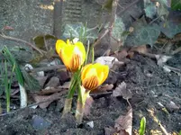 garten 138.webp