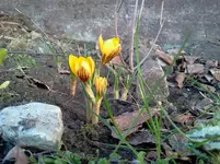 garten 142.webp