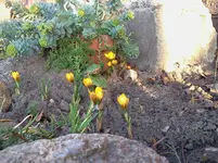 garten 143.webp