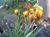 garten 144.webp