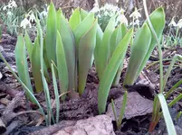 garten 085.webp