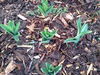 garten 075.webp