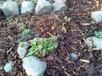 garten 074.webp