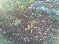 garten 073.webp