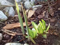 garten 128.webp