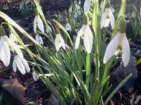 garten 059.webp