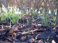 garten 060.webp